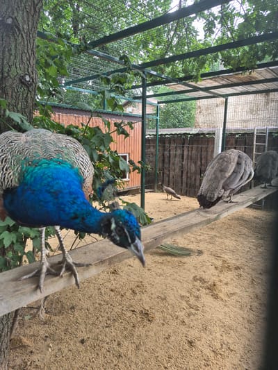 In a zoo enclosure in Volzhsky, Russia, a male peacock with striking blue and green plumage stands on a wooden beam. Its head is bent downwards, as if observing something on the sandy ground below. Behind it, on the same beam, are two more peacocks, their feathers a more muted grey. In the background, a smaller bird, possibly another peafowl, walks across the enclosure's sandy floor. The enclosure is partially covered by a metal mesh roof, through which branches of green leaves hang, and is fenced with wooden panels and metal mesh. A small, wooden building with a window is visible behind the fence. The overall scene depicts a controlled environment for these birds, likely a aviary within a zoo or a similar facility.