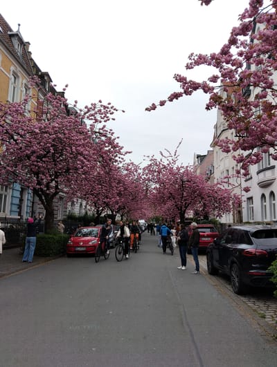 A street in Münster, Germany, is lined with flowering cherry trees with pink blossoms, creating a tunnel-like effect. People are walking and cycling down the street, and some are standing on the sides. Cars are parked along both sides of the road. A red Volkswagen is parked on the left side. Buildings are visible on both sides of the street, with various architectural styles. The sky is overcast.