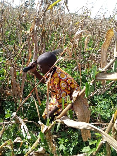 An individual is depicted in a field located in Kamantan, Nigeria, on October 11, 2025, at 08:25. The person, with dark skin and a closely cropped head, wears a short-sleeved shirt patterned with yellow, orange, red, and white concentric circles. They are positioned within a dense environment of dried, light brown corn stalks and a thick undergrowth of vibrant green leafy plants. The individual holds a dark-colored tool, resembling a small hoe or a short-handled machete, in their right hand, directed towards the vegetation. The background features a continuation of the dried cornfield under a bright, hazy sky.