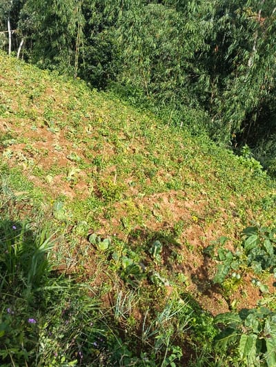 The image depicts a steeply sloping agricultural hillside in Wenshan City, China, under bright, direct sunlight. The foreground and midground feature reddish-brown soil interspersed with various low-growing green plants. Identified vegetation includes small, round-leaved plants resembling young brassicas, numerous smaller bushy green plants, and patches of taller wild grasses. Several small purple wildflowers are visible in the lower left portion. Shadows are cast across the cultivated ground, indicating an elevated light source. The background is dominated by a dense, lush green bamboo forest, extending upwards from the cultivated slope. No human figures, objects, actions, or interactions are visible within the frame.