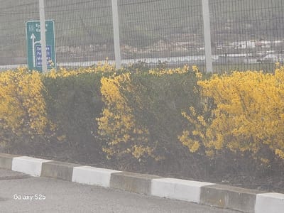 This image depicts a roadside scene in Novo Delchevo, Bulgaria, under diffuse lighting conditions. In the immediate foreground, a grey asphalt surface is visible. Above this, a curb system extends horizontally across the frame, consisting of alternating rectangular concrete blocks painted white and unpainted grey. Behind the curb, a dense row of shrubs is present, featuring both dark green foliage and sections covered in bright yellow blossoms, consistent with Forsythia. Above the shrubs, a tall, grey wire mesh fence, likely chain-link, stretches horizontally, supported by vertical posts. To the far left, a portion of a green road sign is visible through the fence, displaying white text in both Cyrillic and Latin scripts, including "Кула Kula" and "Печ Pech", along with an arrow indicating a straight-ahead direction and another indicating a right turn, and a route number "33". In the background, beyond the fence and shrubs, a hazy landscape features distant hills and several low-rise structures, possibly industrial buildings or greenhouses. The image contains a "Galaxy S25" watermark in the bottom-left corner. No individuals are visible in the scene.