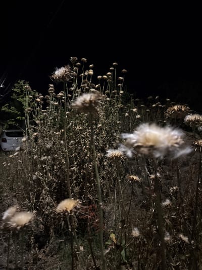 In Kableshkovo, Bulgaria, an outdoor nighttime scene features a cluster of dry, thistle-like plants in the foreground, some with fluffy seed heads caught in motion. Behind them, a white car is parked on the left side of the frame. The background is dominated by darkness, with hints of green foliage and a faint, light-colored object possibly indicating a street light or distant building. The ground is covered in dry vegetation.