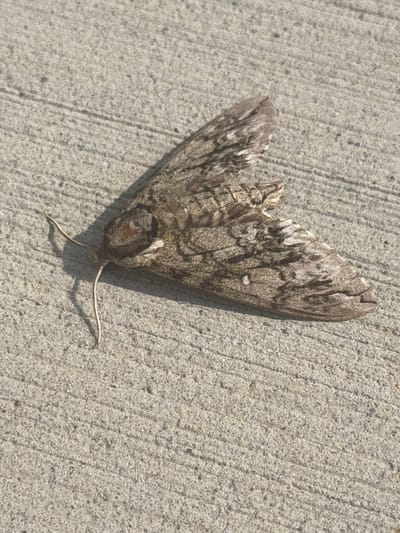 An adult hawk moth is resting on a rough, gray concrete surface. The moth is facing left, with its wings spread open. Its body is elongated and brown with intricate patterns of lighter gray and white markings on its wings, which are slightly tattered at the edges. The moth has two long, thin antennae that extend forward. The concrete has parallel lines scored into its surface, creating a textured appearance. The lighting suggests it is daytime, with a slight shadow cast by the moth. The scene appears to be outdoors on a paved surface, possibly a sidewalk or a walkway, in Chattanooga, United States of America.