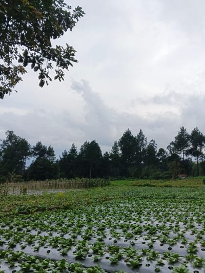 The image displays an agricultural landscape in Kabiufa, Papua New Guinea, under an overcast sky. The foreground features a large field cultivated with small, green-leafed plants arranged in orderly rows, growing through circular perforations in black plastic mulch. Beyond this, in the midground, additional cultivated areas are visible, including a section with vertical wooden stakes or trellises supporting plants. The background is dominated by a dense line of tall, dark green evergreen trees (conifers) forming a natural barrier. A small, dark-roofed structure is partially visible in the far mid-right, obscured by foliage. The sky above is entirely covered with grey and white clouds. An out-of-focus branch with dark green leaves extends into the frame from the upper left corner. No people or active interactions are discernible.