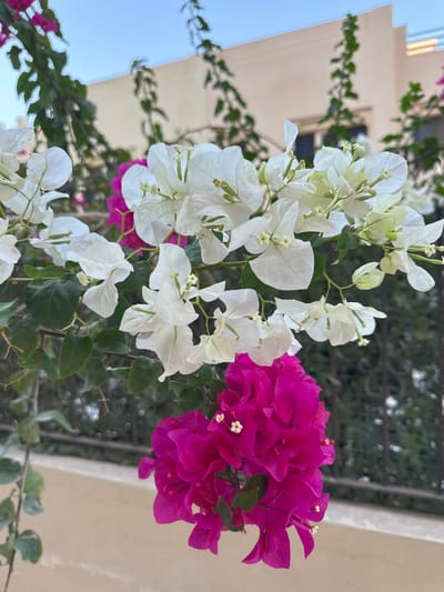 The image shows a close-up of blooming bougainvillea plants with white and magenta flowers. The plants are on a vine, with green leaves and thin branches. In the background, there is a light-colored building with windows, and a metal fence. The scene appears to be outdoors, possibly in the city of Al jazeera heritage village, United Arab Emirates, given the architectural style. There are no people or animals visible in the image. The lighting suggests it is daytime.