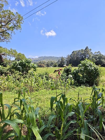 The scene depicts an outdoor agricultural landscape in Kaplerartet ward, Kenya, under a clear blue sky with scattered white cumulus clouds. In the immediate foreground, a row of green maize (corn) plants, some displaying tassels, extends across the lower portion of the frame. Beyond these plants, a verdant field contains various green shrubs and grasses. One individual, wearing a reddish garment, is observed stooping low amidst the vegetation in the midground. Two brown cows graze on the green pasture behind the individual. The background consists of a dense treeline, followed by a range of green, vegetated hills or mountains under a clear horizon. Two dark utility wires are visible against the blue sky in the upper portion of the image. A large tree with visible branches occupies the upper left quadrant.
