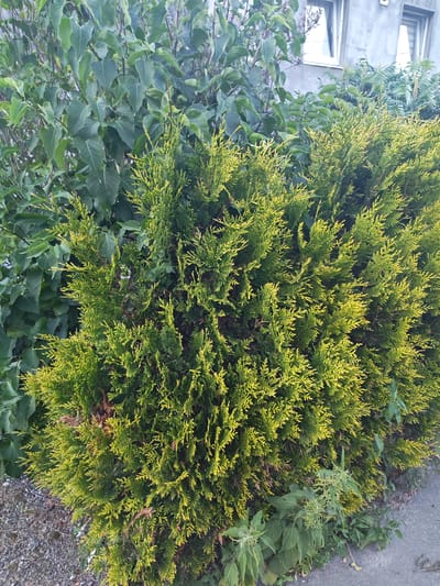 A bright green, dense evergreen shrub with yellowing tips is in the foreground of the image. Behind it, a large, dark green leafy plant can be seen. The background shows a light gray building with two white-framed windows. The ground in front of the shrub is a mixture of gravel and some green weeds. The lighting suggests it is daytime, with sunlight illuminating the right side of the evergreen shrub, creating highlights and shadows. The scene appears to be in an outdoor urban setting.