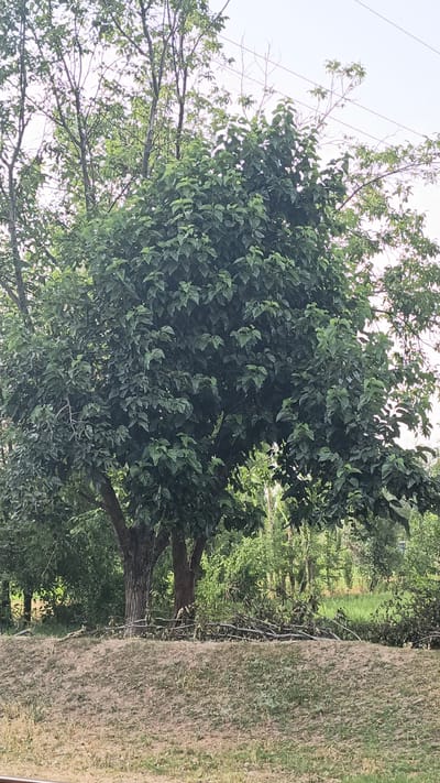 The image shows a large, leafy tree in a park or natural area, with a dry, grassy embankment in the foreground. The tree has a thick trunk and a dense canopy of green leaves. Behind the tree, there are more trees and vegetation, and the sky is visible above. The embankment is covered in dry grass and scattered leaves, with some branches lying on its surface. In the distance, there are power lines visible against the sky. The overall impression is of a natural, somewhat untamed environment within a city setting. The location is identified as Нуъмон Розиқ, Tajikistan.