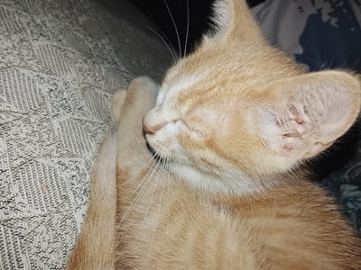 The image shows a close-up of a sleeping orange tabby kitten. The kitten is curled up on a textured surface, possibly a sofa or blanket, which has a woven pattern of light and dark threads. The kitten's fur is a warm orange with darker stripes, and its eyes are closed, indicating it is asleep. One of its front paws is tucked under its chin, and its whiskers are visible. The background is dark and slightly out of focus, with some hints of a patterned fabric. The lighting is dim, suggesting it might be nighttime or indoors with artificial light. The kitten appears peaceful and relaxed. There is no visible text in the image. The location context provided is Stalinisubani, Georgia.