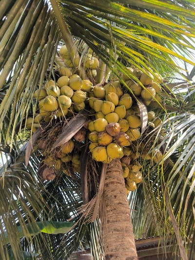 The image depicts a coconut tree laden with a large cluster of green coconuts. The trunk of the tree is visible, showing its rough texture. Palm fronds surround the coconuts. The scene is likely in a tropical location, potentially near Blangbitra, Indonesia. There are no people visible. The primary subject is the coconut tree with its coconuts.