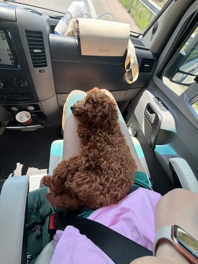 The image shows a brown poodle puppy sitting on a person's lap inside a vehicle. The puppy is curled up, facing away from the camera. The person's legs are visible, covered by a pink shirt. The interior of the vehicle includes a dashboard with air vents, a cup holder with a paper cup, and a beige clutch bag with the word "VALENTINO" visible. The scene appears to be during the daytime, with sunlight streaming into the vehicle. The location is identified as Άγιος Παύλος, Greece.