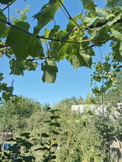 The image captures a close-up view of green grape leaves against a clear blue sky. The leaves are large and textured, with serrated edges, and are attached to thick vines that extend across the frame. Some of the vines are supported by what appears to be a dark, possibly metal, trellis or wire.
In the background, the scene transitions to a lush green environment with various trees and foliage. A glimpse of a white structure, possibly a building or fence, is visible through the dense greenery. Further in the distance, a chain-link fence and some blue laundry items hanging on a clothesline can be observed.
The overall impression is one of a sunny day in a garden or vineyard setting, likely in Cotiujenii Mari, Moldova, given the context. The image is framed from below, looking upwards through the leaves and towards the sky. There are no people or animals visible in the frame. The lighting suggests the sun is high, casting shadows on some of the leaves.
