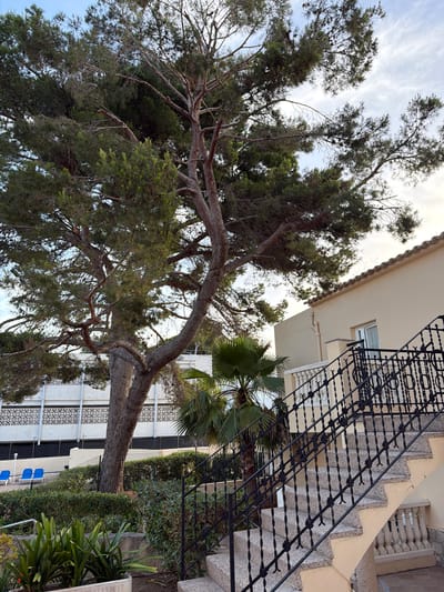 An outdoor, low-angle, full shot captures a tall, mature pine tree with an expansive canopy. The tree's trunk is thick and gnarled, with twisting branches reaching upwards and to the right. The lower portion of the scene reveals an outdoor staircase with a decorative black wrought-iron railing. The stairs are made of speckled gray stone. To the left of the stairs, a palm tree with bright green fronds is visible. Behind the palm and the staircase, a building with beige walls and a tiled roof is partially visible. The building has at least one window with a white frame. Further in the background, a white building with a repeating geometric pattern on its facade is visible. Adjacent to the white building are several bright blue lounge chairs arranged in a row. The scene is set outdoors, likely in a residential or hotel area, with a clear sky overhead, indicating daytime. The location is S'Arenal, Spain.