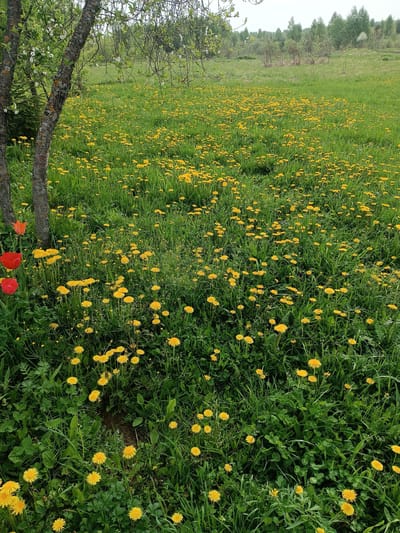 The image shows a field of dandelions in full bloom. The scene is situated in a grassy area near several trees, one of which has orange-red tulip flowers growing near its base. Beyond the dandelion field, there are more trees in the background, suggesting the edge of a wooded area. The city of Zarechnyi, Russia, cannot be determined from the image alone.