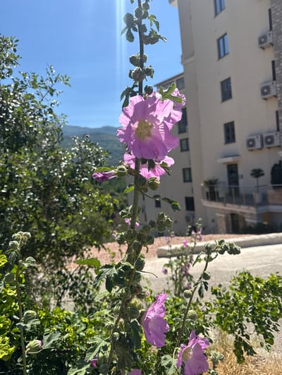 In Ivanovići, Montenegro, a tall stalk of pink hollyhock flowers stands in the foreground, its delicate petals illuminated by bright sunlight. The flowers, with their crinkled edges and light yellow centers, are in various stages of bloom, some fully open and others still in bud. The plant's fuzzy green leaves and stem are clearly visible, reaching upwards towards the clear blue sky.
Behind the hollyhock, a lush green tree with glossy leaves occupies the left side of the frame. In the background, a modern, multi-story building with beige walls and dark-framed windows rises against the sky. Several air conditioning units are mounted on the building's facade. A balcony with glass railings is visible on an upper floor, with a small potted plant on it. Further in the distance, rolling hills covered in vegetation are partially obscured by the building.
The ground in front of the building is paved with light-colored stones and a concrete path. The overall scene is bathed in natural sunlight, creating a serene and vibrant atmosphere characteristic of a sunny day in a Mediterranean setting.