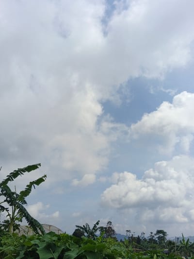 Lush green vegetation fills the lower third of the image, with banana trees prominently featured. A greenhouse structure is partially visible amidst the greenery. The sky dominates the scene, filled with a mix of large, fluffy white clouds and patches of light blue. Distant trees and hills form a faint horizon line. The light suggests a bright, possibly overcast, day.