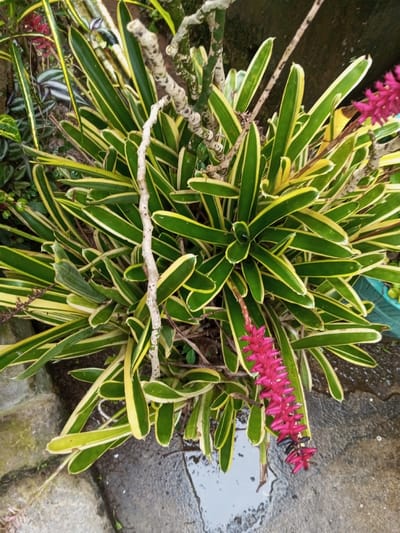 The scene depicts an outdoor planting area in Pandaria, India. The central subject is a variegated plant, possibly a bromeliad, characterized by numerous strap-shaped leaves featuring vibrant green centers and distinct yellow margins. A single, elongated flower spike, colored bright pink to magenta, extends downward from the plant, with its lower end exhibiting darker, potentially senescent, coloration. Several gnarled, dry, light-colored branches are intertwined within the foliage. The ground directly beneath the plant consists of dark, wet paving stones or concrete, with visible puddles. To the lower left, rough-textured, lighter-colored stones form a partial border. In the upper left background, additional foliage with green and purple stripes is partially visible, and a fragment of a blue container is present in the upper right. No individuals are depicted, and the scene presents static botanical elements within a wet outdoor environment.