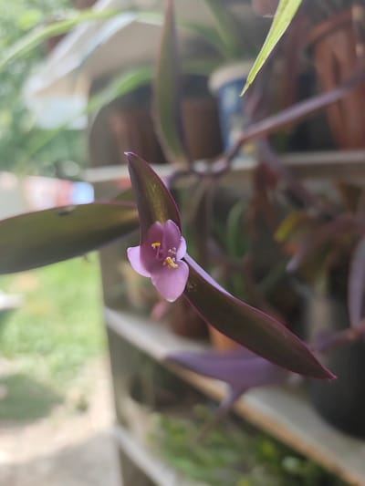 A close-up shot focuses on a delicate, pale purple flower with yellow stamens, blooming from the stem of a deep purple leafy plant. The flower is positioned to the right of the frame, delicately unfurling its three visible petals. The leaves of the plant are elongated and have a waxy sheen, with a prominent central vein. They are a rich, dark purple color, with hints of green and lighter purple near the edges.
The background is softly blurred, suggesting an outdoor or semi-outdoor setting. Green foliage is visible in the upper left quadrant, interspersed with lighter areas that could be sunlight reflecting off surfaces. Further in the background, out-of-focus elements suggest shelves or ledges holding potted plants, with hints of brown and blue. The overall lighting suggests it is daytime, with diffused sunlight. The shallow depth of field draws the viewer's eye to the intricate details of the flower and its immediate leaf. There is no visible text in the image. The scene evokes a sense of tranquility and the quiet beauty of nature.