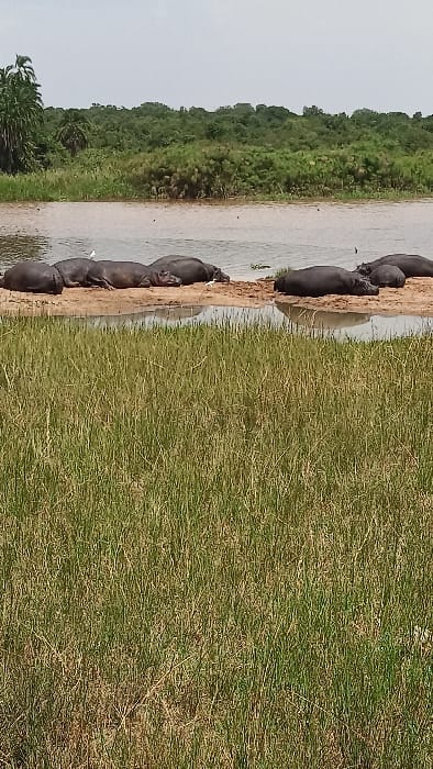 A group of hippopotamuses are gathered near a body of water, standing at the sandy edge. Lush green vegetation lines the other side of the water. More green grass covers the land on the right of the hippopotamuses. A small white bird stands among the hippos. The sky is overcast.