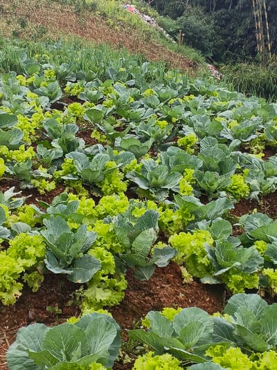 The image depicts a sloped agricultural field located in Makilala, Philippines. The foreground and midground are densely planted with rows of mature green leafy vegetables. Specifically, large, round heads of cabbage, characterized by their deep green color and tightly packed leaves, alternate with clusters of lighter green, frilly lettuce. The cultivated soil between the plants is a dark reddish-brown. In the upper midground, beyond the primary rows of cabbage and lettuce, thinner, upright green plants, consistent with spring onions or leeks, are visible in additional rows. The terrain gradually slopes upwards towards the background, which features an uncultivated hillside covered with various types of vegetation, including wild grasses, shrubs, and taller, slender trees, possibly bamboo, particularly visible on the right side. Indistinct debris or refuse is visible on the distant slope. No individuals, animals, or active agricultural equipment are present in the scene.