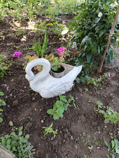 The image depicts a garden scene in the village of Veracelishchawski Sel'ski Save, Belarus. In the foreground, a white decorative swan planter is placed on dark soil. The swan planter contains a potted plant, partially obscured. Around the swan, several small green plants and some fallen petals are visible. To the left, two vibrant pink flowers are in bloom. In the background, rows of green plants, possibly potato plants, are growing in raised soil beds. A large bush with dark green leaves and a white flower bud is on the right side, supported by a wooden stake. The ground appears to be tilled soil with scattered small stones. The lighting suggests it is daytime, with dappled sunlight filtering through foliage. There are no people or animals visible in the image.