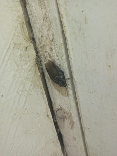 A single, dark-colored beetle is positioned on a light-colored, textured surface, appearing to be a wall or wood. The beetle is oriented diagonally, with its head towards the bottom left of the frame and its wings covering its abdomen. The surface exhibits some discoloration and a visible seam or crack running vertically down the center. The lighting is somewhat dim, casting subtle shadows. No specific location within Tahmach, Uzbekistan can be determined from the visual information provided.