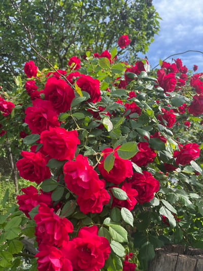 The image depicts a lush display of red roses, densely packed with green foliage. The roses appear to be climbing or growing on a trellis or structure, evidenced by a wooden post visible on the right side of the frame. The background shows a partly cloudy sky and another leafy tree. The location is Piperkovo, Bulgaria.