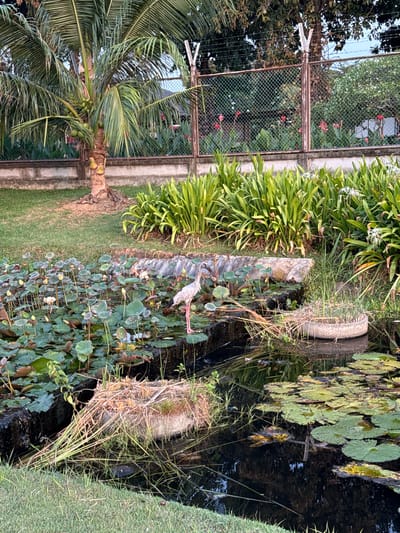 A heron stands in a pond filled with lotus plants, near a concrete barrier and some tall green plants. A coconut tree is visible to the left of the pond, and a wire fence borders the area. The water is dark and reflects the surrounding vegetation and sky. The scene appears to be a park or a garden area.