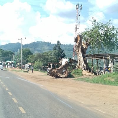 The scene depicts a roadside area in Mukuyuni, Kenya, under a bright, partly cloudy sky. A two-lane asphalt road with a dashed yellow center line and a solid white right edge line extends from the foreground. On the right, a wide dirt shoulder features a prominent, large, horizontally positioned tree root structure or fallen log. Behind this, a mature tree with green foliage stands upright. Adjacent to this tree, two open-sided structures with wooden frames and flat roofs are visible; one contains a seated individual positioned near a bicycle. A tall, red-and-white cellular transmission tower ascends in the background, behind the tree and these structures. Further left along the dirt shoulder, several smaller, similar market stalls are present, one partially covered with a white tarp. Two adult individuals, dressed in light-colored attire, walk on the dirt shoulder towards the distant background. On the far left edge of the road, the rear section of a white vehicle, possibly a van, is partially visible. Utility poles with overhead power lines line the left side of the road, leading towards a cluster of distant buildings. The background consists of green, densely tree-covered hills.