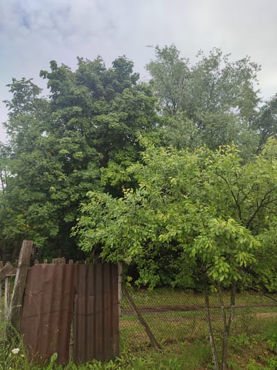 The image depicts a rustic scene with a dilapidated corrugated metal gate in the foreground, secured by wooden posts and wire. Beyond the gate, a chain-link fence runs horizontally, separating the immediate area from a dirt path and further vegetation. A small, leafy tree stands to the right of the gate, with its branches extending upwards. In the background, dense foliage from various trees forms a verdant wall, with the sky visible through the topmost branches. The overall impression is one of a rural or overgrown garden setting, potentially in a less developed area of Eliukkasy, Russia, given the presence of weathered materials and abundant greenery. No people are present in the image.