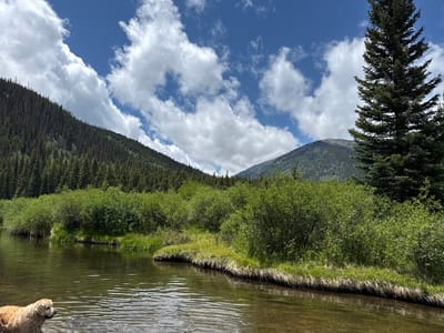 In Saint Elmo, United States, a golden retriever stands in shallow water, its head turned to the right, looking away from the camera. The dog is partially submerged in a calm, clear body of water with ripples on its surface. The water's edge is lined with green grass and dense, leafy bushes. Beyond the bushes, a mountain slope covered in dark green pine trees rises towards a bright blue sky filled with fluffy white clouds. A tall, dark green evergreen tree stands prominently in the foreground to the right, partially obscuring a distant, lighter-colored mountain peak. The scene depicts a natural outdoor environment under a sunny sky.