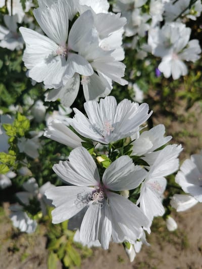 A close-up, vertical shot captures a cluster of white mallow flowers, their delicate petals unfurling against a blurred background of greenery and sandy soil. The flowers are in various stages of bloom, with some fully open and others still budding. Sunlight casts subtle shadows on the textured petals, highlighting their intricate details. The scene is consistent with a garden setting in a rural or suburban area, potentially within the jurisdiction of Акцябрскі сельскі Савет, Belarus, where such flora is common. No people or animals are visible in the image.