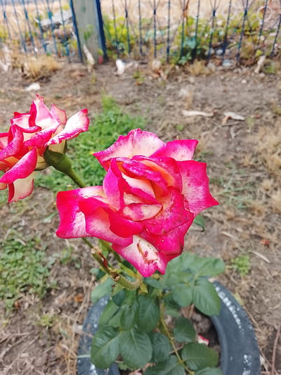 Two bicolor roses, one in the foreground and one slightly behind it and to the left, bloom in a garden. The rose in the foreground has petals that transition from deep pink at the edges to white in the center, with some yellow undertones. The rose behind it displays a similar color pattern. Both roses appear to be in full bloom. The ground around the roses is a mixture of dry soil, patches of green grass, and some dried vegetation. In the background, a blue metal fence with decorative circular elements is visible, beyond which is a blurry green area, possibly foliage. The roses are planted in a black tire, which serves as a planter. The overall setting suggests an outdoor garden in Lipcani, Moldova.