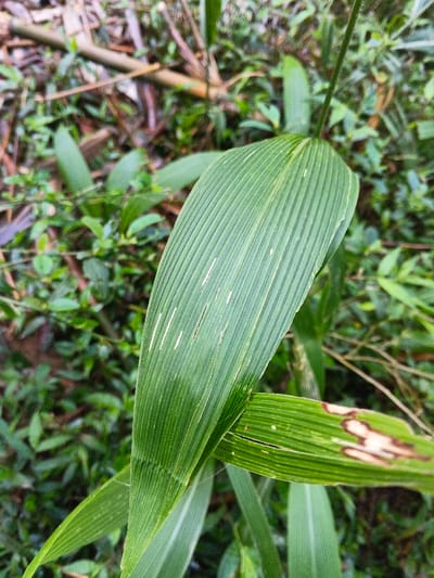 A close-up view in Mengzi City, China, captures dense green foliage dominated by a large, parallel-veined leaf. This central leaf exhibits multiple linear white marks on its surface. Partially visible below and to its right, another leaf displays a significant, irregularly shaped brown necrotic area. The background is blurred, showing additional green vegetation and light brown plant detritus, consistent with a natural, overgrown outdoor environment. No people, discernible actions, or interactions are present.