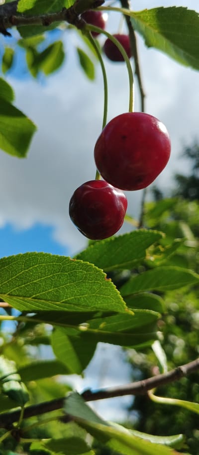 The image shows a close-up view of two ripe cherries hanging from a branch, with green leaves and a blue sky with clouds in the background. The cherries are deep red and glossy, with a slight indentation at the top. The leaves are vibrant green and textured, with visible veins. The branch is brown and twiggy. The overall scene is natural and appears to be outdoors. There are no people or man-made objects visible in the image. The location is identified as Popivka, Ukraine.