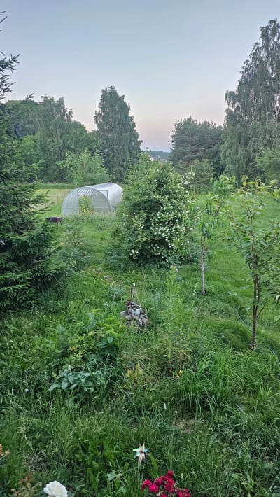 The image depicts a garden scene in Nemėžis, Lithuania, during what appears to be twilight. A clear span greenhouse is visible in the middle ground, surrounded by lush green vegetation. To the left of the greenhouse is a dark metal barbecue grill. A large bush with white flowers is prominent to the right of the greenhouse. In the foreground, there is a collection of plants, including two young trees and some rose bushes with red and white blooms. A small, colorful pinwheel is also present in the foreground. The background consists of a dense line of trees and a pale sky. No people are present in the image.