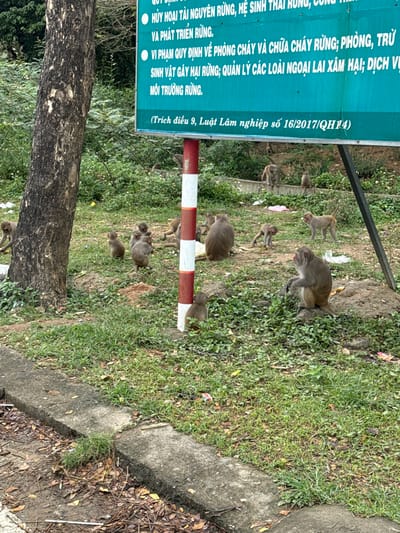 The scene depicts an outdoor environment in Sơn Trà Ward, Vietnam, characterized by a natural setting adjacent to what appears to be a protected forest area, indicated by a partially visible green sign with Vietnamese text concerning forest management and protection, supported by a red and white striped pole.

The foreground consists of a concrete curb and a narrow strip of dirt and dry leaves, transitioning into a predominantly grassy area with patches of exposed soil and low-lying green vegetation. A large tree trunk is situated on the left side of the frame. In the mid-ground, a low concrete retaining wall or ledge is visible, with dense green foliage forming the background.

Approximately eighteen macaques of various sizes, including adults and juveniles, are distributed across the grassy and dirt areas. One macaque is observed sitting upright on a small dirt mound in the mid-right, facing right. Another smaller macaque is partially obscured behind the striped pole. A cluster of five macaques is gathered near the base of the tree trunk on the left, appearing to forage or rest. A large macaque sits with its back to the viewer in the center-left, while another smaller macaque is bent over in the center, seemingly interacting with the ground. Additional macaques are positioned throughout the scene, some standing or sitting on the concrete ledge in the background. No human subjects or direct human-animal interactions are depicted. Small pieces of white and yellow debris are visible on the ground.