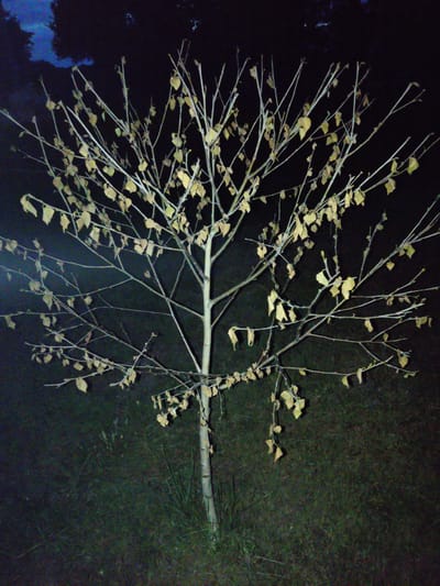 The image depicts a small, deciduous tree at night, standing in a grassy, outdoor area. The tree has a pale trunk and numerous thin branches, many of which are bare. A few yellowed leaves remain clinging to the branches. The background is dark, with some suggestion of foliage or trees in the distance and a patch of dark blue in the upper left corner, possibly indicating the sky with some cloud cover. The ground is covered in dark grass, with some lighter patches that may be dried grass or other vegetation. The lighting is artificial and appears to be coming from the front, casting some shadows and highlighting the texture of the branches and leaves. There are no people or animals visible in the image. The scene appears to be in a park or a less-developed area.