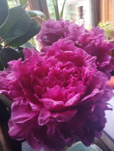 The image features a close-up view of vibrant pink peonies, likely indoors. The large, ruffled petals of the flowers dominate the foreground, with layers of rich fuchsia and magenta. Behind the peonies, dark green leaves of a plant, possibly a rubber plant, are visible, creating a contrast in color and texture.

In the background, a window is present, allowing diffused light to enter, suggesting it is daytime. Through the window, out-of-focus greenery and a hint of a building or structure can be seen, indicating an outdoor environment beyond the window. The overall setting appears to be a home or a similar indoor space where plants and flowers are displayed. There are no people visible in the frame. The lighting suggests it is not a particularly sunny day, possibly overcast or late afternoon. Some faint text is visible on a white label in the lower left corner of the image, but it is too blurred to be legible. The focus is solely on the lush blossoms, highlighting their intricate beauty and vivid color.