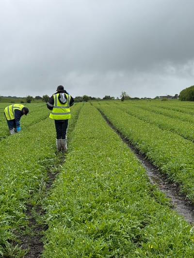 The image depicts an agricultural field in Batterjohn, Ireland, under an overcast sky. Two individuals, both wearing high-visibility yellow vests over dark clothing, are present. One individual stands in the foreground with their back to the camera, positioned on a muddy path between rows of green leafy plants with small yellow flowers. They wear dark trousers and what appear to be protective boot covers. Further to the left and slightly behind, a second individual is bent over, engaged with the crops, possibly harvesting or tending to them. This person also wears a dark cap and blue waterproof leg coverings, and appears to be interacting with a blue bag or material. The field extends into the midground with defined rows of cultivation. In the distant background, a line of trees and several structures are visible under the uniformly grey, cloudy sky.