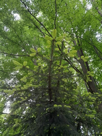 An upward shot shows a young evergreen tree with bright lime green new growth against a backdrop of lush green deciduous trees. The evergreen's branches are densely packed with needles, while the deciduous trees, their leaves illuminated by sunlight, form a canopy above. The scene is set in a natural environment, likely a forest or park, with the presence of mature trees indicating a established wooded area. There are no people or man-made objects visible. The lighting suggests it is daytime, with the sun filtering through the leaves.