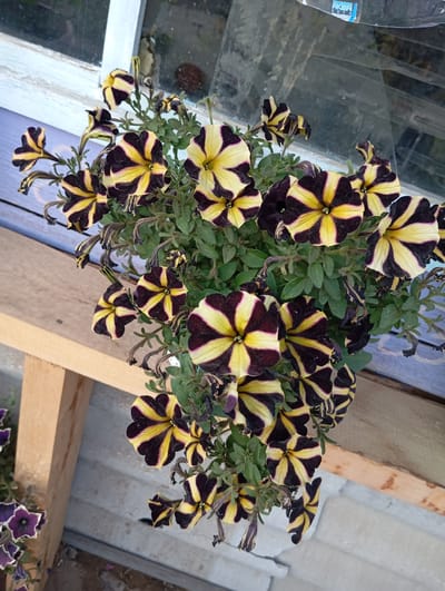 The image shows a close-up of a potted plant with striped petunias, predominantly in shades of yellow and deep purple. The flowers have a star-like pattern. The plant is situated outdoors, on a wooden surface that appears to be part of a window sill or a deck, with a weathered window frame in the background. There are also some dried or wilting flowers visible among the healthy ones. The surrounding environment suggests an urban or suburban setting, possibly a residential area. No people or animals are visible in the image. The lighting indicates it is daytime. The location of Novodesyatnikovo, Russia, is not visually discernible from the image itself.