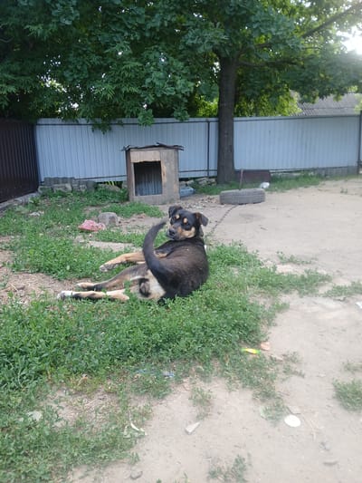 This media file depicts a scene in an outdoor, rural setting, likely a backyard or yard area in Pishchanka, Ukraine. A medium-sized dog with black and tan markings is the primary subject, shown standing on a dirt and grass patch. The dog appears to be tethered by a chain, which is attached to a collar around its neck. It is looking back towards the camera with its tail raised and wagging, suggesting a curious or perhaps friendly disposition.

Behind the dog, there is a simple wooden doghouse with an open entrance. Further in the background, there are corrugated metal fences, some of which are light-colored and appear to be made of siding. A large tree with dense green foliage is visible on the left side of the frame, casting shadows. The ground is a mix of bare dirt, gravel, and patches of green grass and weeds. A discarded tire lies on the ground near the fence. There are also some miscellaneous objects scattered in the scene, including a plastic bottle and what appears to be a crumpled pink plastic bag.

The lighting suggests it is daytime, possibly late afternoon, given the angle of the sun and the shadows. The weather appears to be fair and dry. The overall impression is one of a utilitarian, somewhat unkempt outdoor space. There is no visible text in the image.