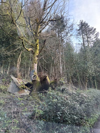 The scene depicts a woodland edge in Snailbeach, United Kingdom, on what appears to be a partially sunny day. A prominent, large deciduous tree, heavily covered in green moss, stands in the foreground with numerous bare branches extending upwards. Its trunk features a dark, circular cavity or knothole. To the left of this tree, a dilapidated structure composed of corrugated metal sheeting and what appears to be concrete or stone debris lies partially collapsed and overgrown with moss. Behind the main tree, a dense forest canopy is visible, consisting of both bare deciduous trees and tall evergreen conifers. The ground in the foreground is covered with sparse vegetation, including ivy, young green shoots, and bare shrubs, interspersed with a section of wire mesh fencing. A dark, narrow strip resembling a road or path borders the lower right edge of the image. No individuals are present, and no active interactions are observed.