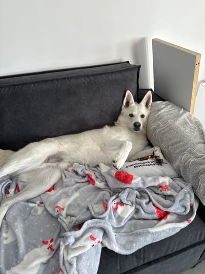 A white dog lies on its back on a dark gray sofa, partially covered by a gray blanket adorned with a pattern of white snowmen wearing red hats and scarves. The dog has alert, dark eyes and large, pointed ears, and its paws are extended upwards. Next to the dog is a light gray, textured pillow, and underneath it, a white pillow with black Cyrillic text printed on it. The text appears to read "ФИНАНСОВАЯ ПОДДЕРЖКА БЕЗОПАСНОСТИ". The setting is indoors, with a white wall visible in the background and a light-colored shelf mounted on the wall. The lighting suggests it is daytime. The dog appears relaxed and comfortable.