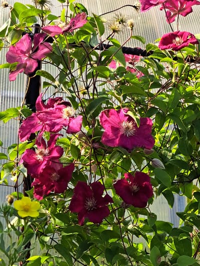 In Kalinka, Russia, a dense cluster of vibrant purple clematis flowers blooms against a backdrop of a translucent, ridged greenhouse or porch covering. The clematis, in various stages of bloom, showcase deep magenta petals with delicate, light-colored stamens at their centers. Some flowers are fully open, revealing their intricate interiors, while others are tightly budded or partially unfurled. Interspersed among the clematis are lush green leaves and thin, woody stems. The sunlight filters through the translucent material, casting a dappled light and creating a soft, diffused illumination. A single, small yellow flower stands out in the lower left quadrant, providing a contrasting splash of color to the predominantly purple and green palette. The overall scene suggests a flourishing garden environment, possibly a greenhouse or a covered patio, with a focus on the detailed beauty of the blooming clematis.