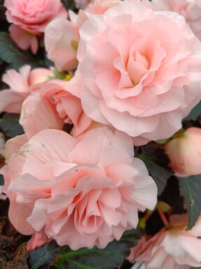 This is a close-up, high-angle, vertical shot of several pale pink begonia flowers in Tuusniemi, Finland. The flowers are densely packed and fill the frame, with soft, ruffled petals creating a sense of depth and texture. The background is a blur of dark green foliage and hints of other pale pink blooms. The lighting is soft and diffused, highlighting the delicate color and form of the flowers. There are no people or animals visible in the image. The scene appears to be a garden or floral display.