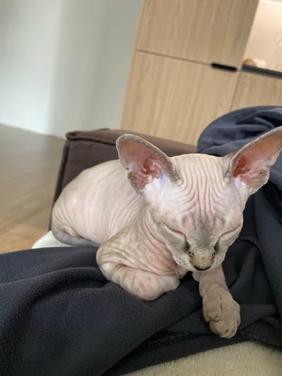A hairless cat, likely a Sphynx breed, is resting on a dark gray fabric. The cat is light pink with gray markings on its head and paws. Its eyes are closed. The cat's wrinkled skin is visible. The background includes a light brown surface and a white wall. The image is taken from an elevated angle, looking down on the cat. There is no information about the location in Chemoshur, Russia.