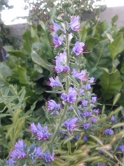 A close-up, vertically oriented shot captures a flowering plant with delicate, light purple-blue blossoms. The flowers have a tubular shape with five petals and prominent, thin, bright pink stamens that extend outwards. The stems and buds of the plant are covered in fine, white hairs, giving them a fuzzy appearance. The blossoms are clustered along the stem, with some in full bloom and others in bud. The background is filled with lush green foliage, creating a soft, blurred contrast to the sharply focused flowers. In the upper left corner, a bright, washed-out area suggests bright sunlight, possibly indicating a sunny day. Towards the right side of the image, a few blades of dry, straw-colored grass are visible, adding texture to the scene. The overall impression is one of natural beauty and the vibrancy of a blooming plant in an outdoor setting. No people, objects, text, or specific activity are discernible.