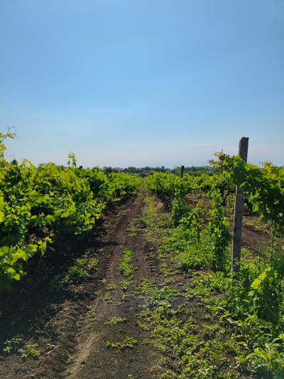 A vertical, medium-shot photograph captures a sun-drenched vineyard under a clear blue sky. In the foreground, a dirt path, marked by tire tracks, runs down the center of the frame, bordered by lush green grapevines on either side. The vines are supported by rustic wooden posts, some of which appear weathered and aged. Small green plants and weeds grow along the path and between the rows of vines. In the distance, a few houses and trees are visible, suggesting the presence of a village or settlement. The overall scene evokes a sense of rural tranquility and agricultural abundance. The image is likely located in Meden Kladenets, Bulgaria, given the style of the architecture and the prevalent vineyard cultivation in the region. No people are present in the image.